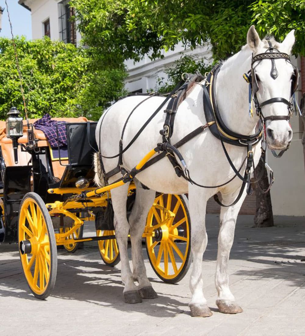 A white horse is harnessed to a yellow-wheeled carriage on a sunny street.