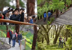 A collage of people exploring nature, some using binoculars while others walk along wooden paths among ferns and trees.