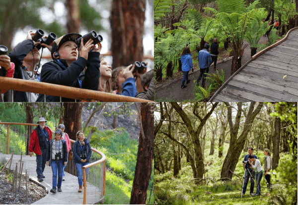 A collage of people observing nature with binoculars and walking along paths in a lush, green forest.